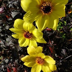 Meet your Posher, June